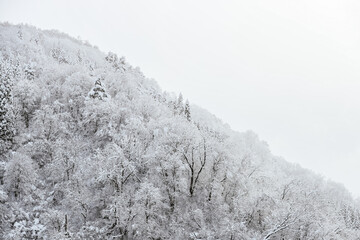 snow covered trees in winter