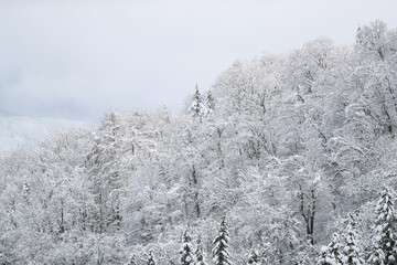 snow covered trees in winter