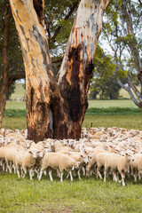 A flock of sheep around a gum tree grazing on grass on a country farm in rural New South Wales,...