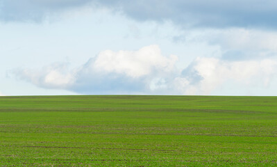 Field with green grass and blue sky with clouds on the farm in beautiful summer sunny day.