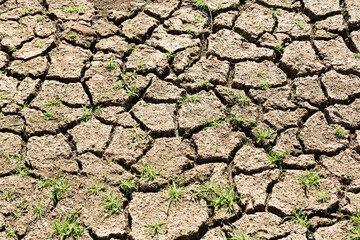 A drought affected dried lake with crazed cracked mud and grass sprouts regrowth.