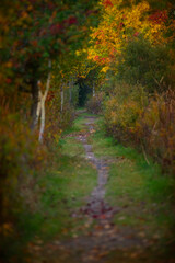 autumn on the forest trail