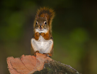 Red Squirrel sitting on a log