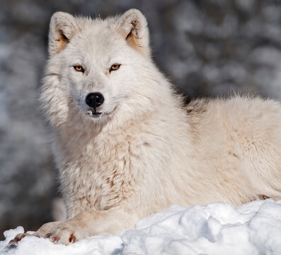 a white wolf in snow