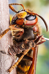 Macro shot of hornet insect in nature. Top margin of the head and all body details are well seen on the picture.