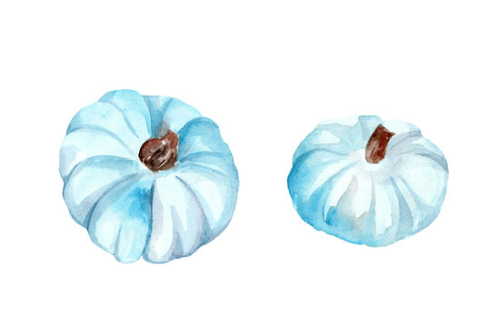 watercolor drawing of blue pumpkins on white background
