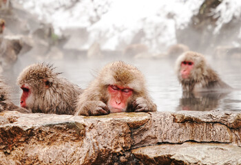 Naklejka premium Snow monkeys soak in hot springs of Japan (温泉に入るニホンザル)