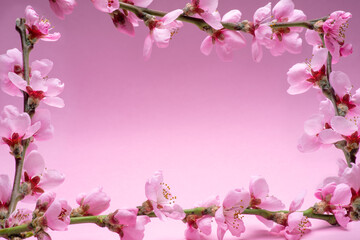Fototapeta na wymiar Blooming peach branches arranged as frame on pink background.