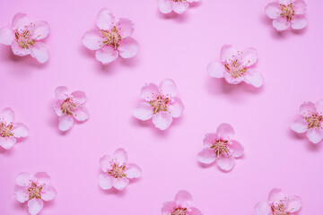 Beautiful fresh peach flower pattern on pink background.  Symbol of life beginning and the awakening of nature.