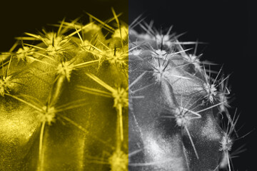 Prickly cactus on black background, close up. Colors yellow and gray , Color of the year of 2021 Illuminating , Ultimate Gray.