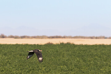 Naklejka na ściany i meble Crested Caracara flies across green field in agricultural Santa Cruz Flats of Arizona, United States