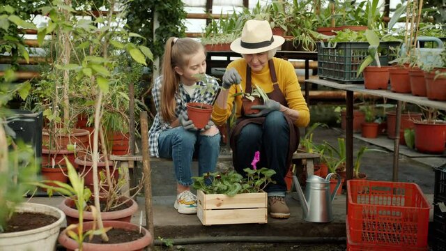 Grandmother and granddaughter are working in greenhouse caring for plants and talking discussing greenery together. Grandparents and gardening concept.