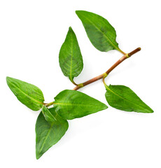 fresh laksa herb isolated on white background