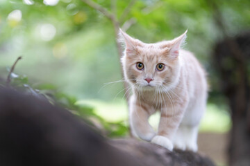 ノルウェージャンフォレストキャット46