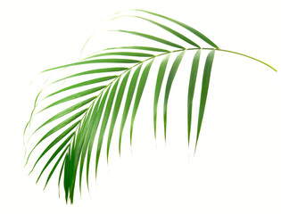 fresh palm leaves isolated on white background