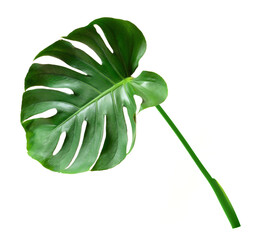 fresh monstera leaf isolated on white background