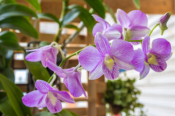Beautiful purple orchid,Blooming in the garden