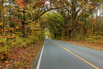 Fototapeta na wymiar Tree lined road with autumn foliage