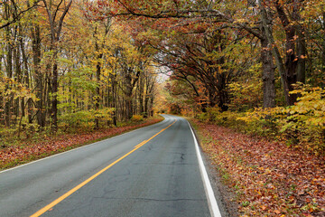 Tree lined road with autumn foliage