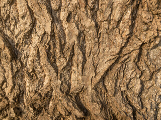 Old sturdy tree bark, closeup