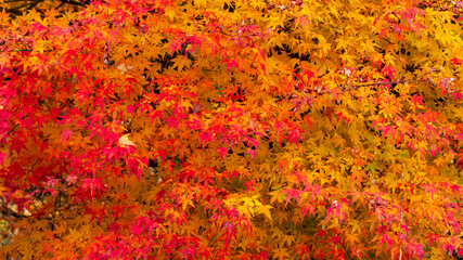 紅葉　オレンジ　グラデーション