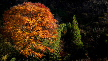 紅葉　燃えるようなモミジ