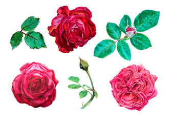 Red roses. Set of watercolor botanical illustration with flowers isolated on white background