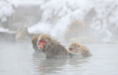 Snow monkeys soak in hot springs of Japan (温泉に入るニホンザル)