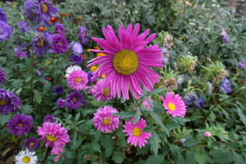 Fototapeta premium Dark purple and pink flowers of China asters in September
