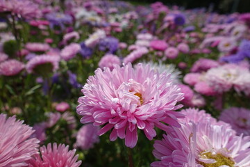 Dozens of pink and violet flowers of vs in September