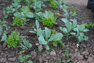 Vegetable garden In the house area at thailand.
