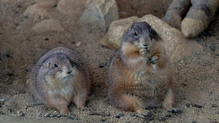 動物園　プレーリードッグ