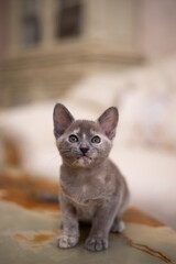 kitten scottish british cat burma munchkin animals