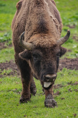 buffalo in the grass