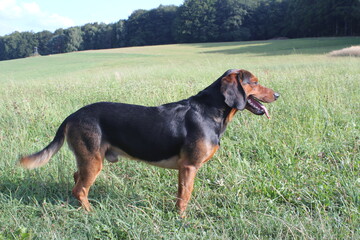 tyrolean hound after hunting in summer