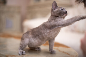 kitten scottish british cat burma munchkin animals