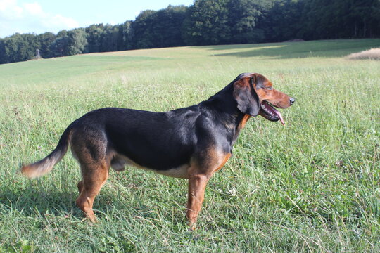 tyrolean hound after hunting in summer