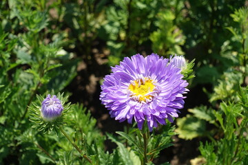 One semi double violet flower of China aster in mid August