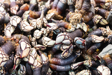 Many fresh barnacles (pedunculata) for sale at a fish market in Huelva, Spain