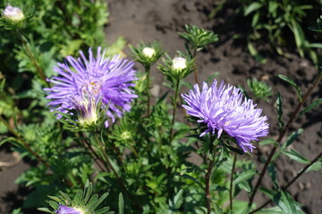 Two violet flowers and buds of China aster in August