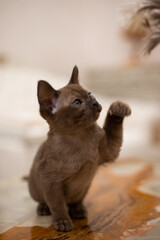 kitten scottish british cat burma munchkin animals
