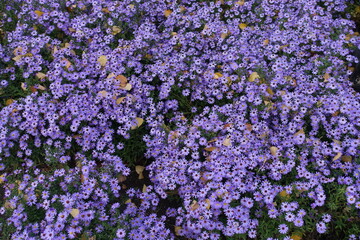 Obraz premium Brownish yellow fallen leaves and violet flowers of Michaelmas daisies in October