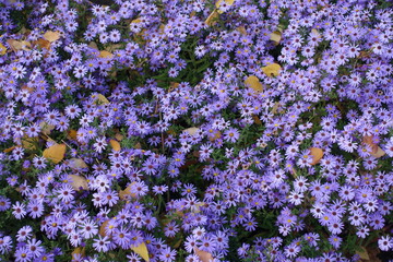 Dead fallen leaves and bright violet flowers of Michaelmas daisies in October © Anna
