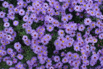 Dense cover of violet flowers of Michaelmas daisies in October