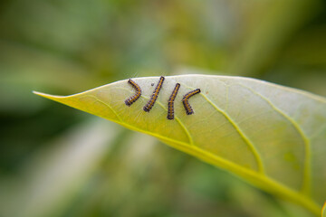various worms on green leaves on a tree