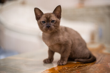 kitten scottish british cat burma munchkin animals