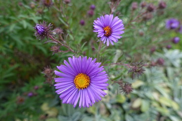Pair of purple flowers of Michaelmas daisies in September