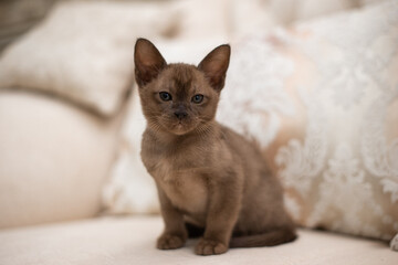 kitten Scottish British cat Burmese munchkin animals 
