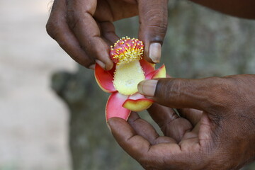 Flower