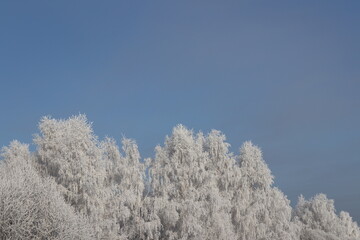 snow covered trees